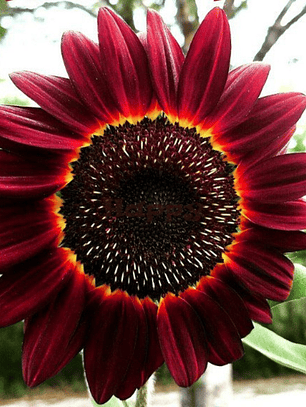 Semilla Girasol Rouge Royale (10 semillas)