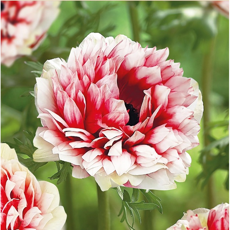 Cormo Anemona Fullstar Red White 3/4 1