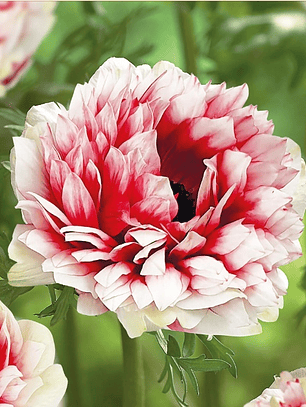 Cormo Anemona Fullstar Red White 3/4