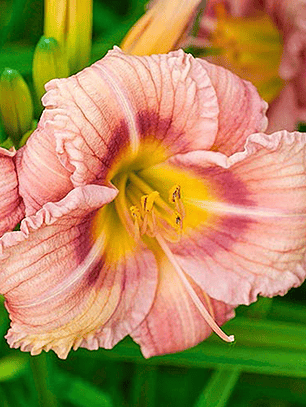 Rizoma Hemerocallis Everyday lily Rose