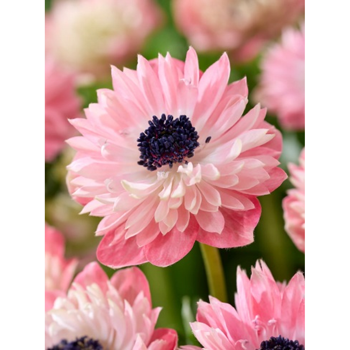 Cormo Anemona Fullstar Strawberry 3/4 1