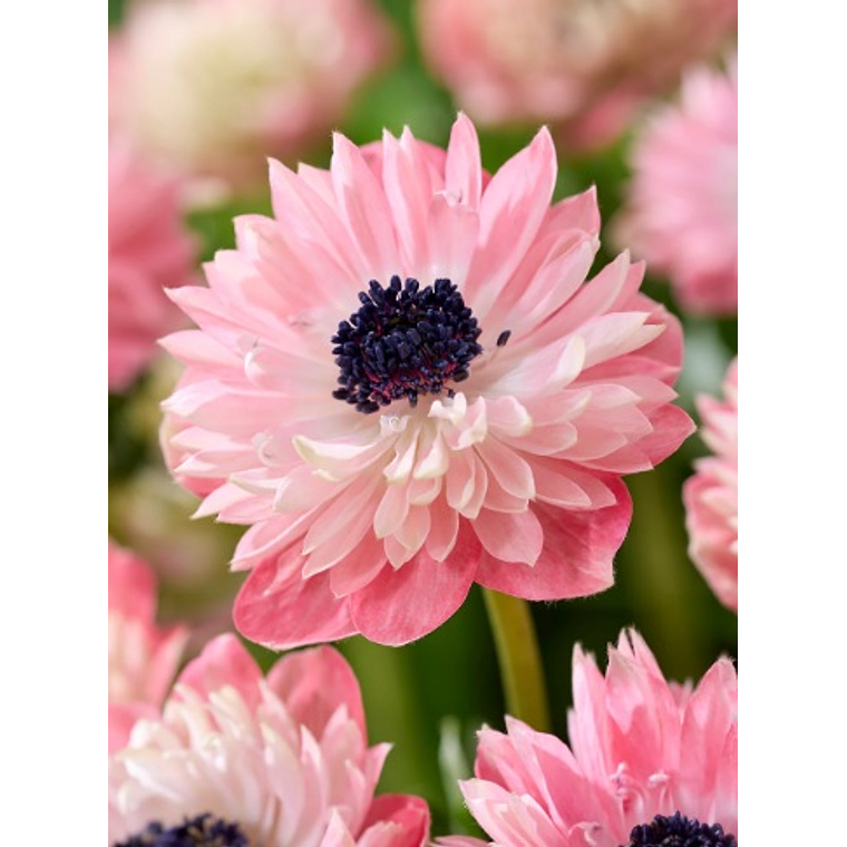 Cormo Anemona Fullstar Strawberry 3/4 1