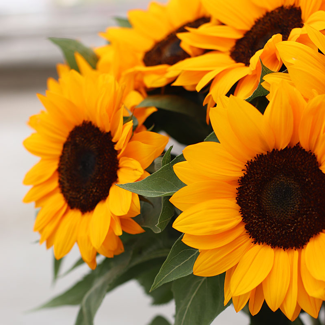 Semilla Girasol Vincent Choice (10 semillas) 1