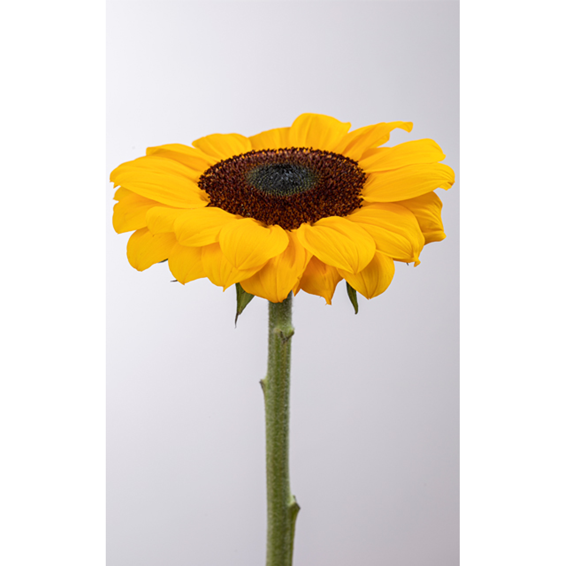 Semilla Girasol Vincent Choice (10 semillas) 3