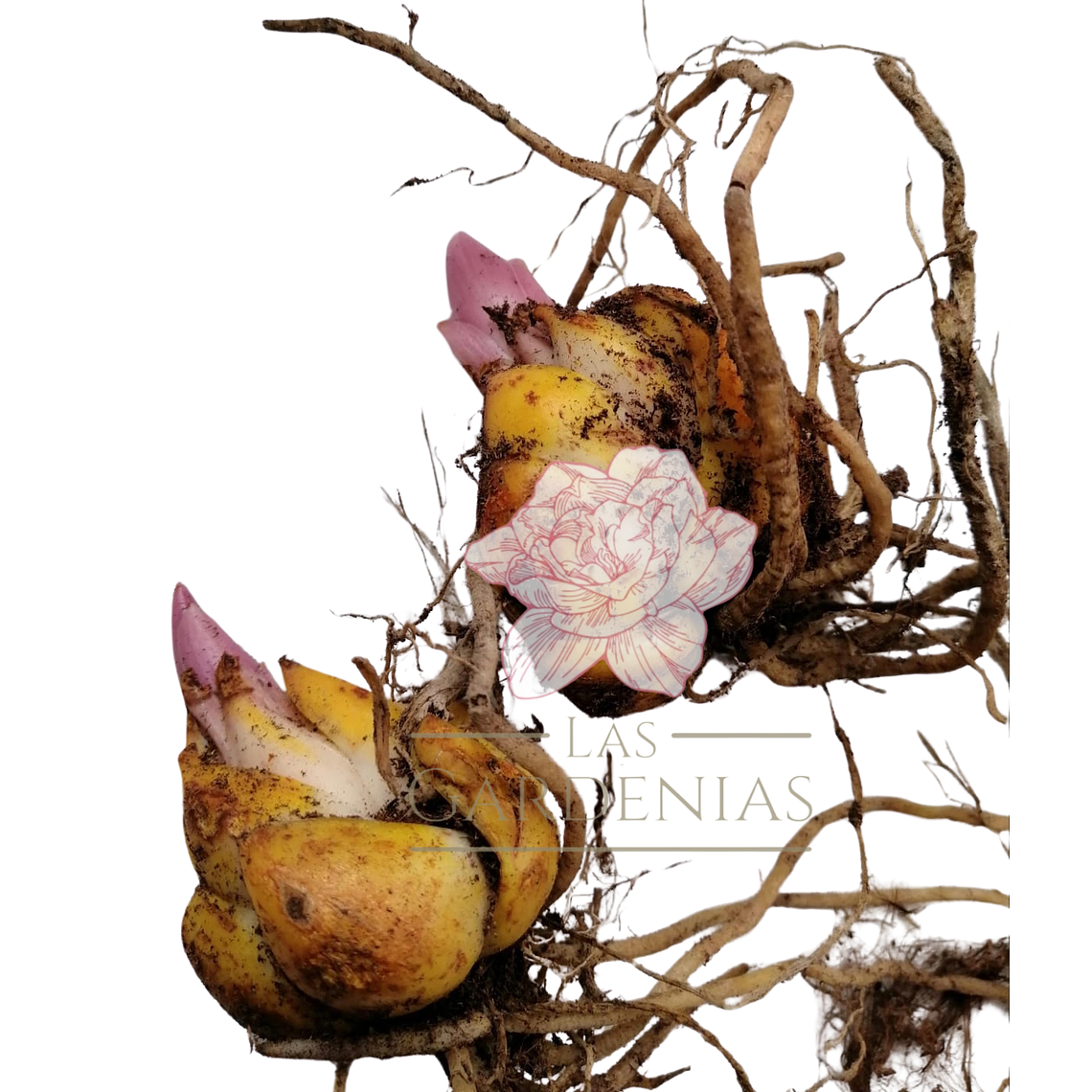 Lilium Doble Oriental 3