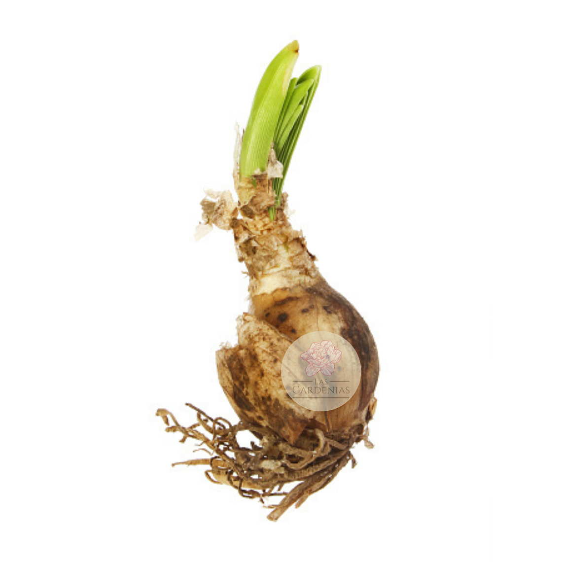 Bulbo Nerine Bowdenii Alba 12/14 4