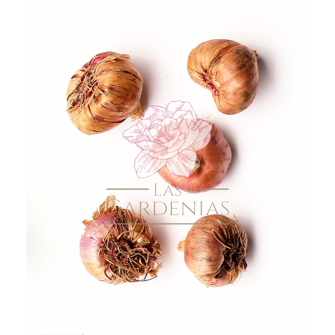 Cormos de Gladiolos 33