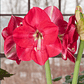 Bulbo Amaryllis Candy Cream 24/26 - Miniatura 1
