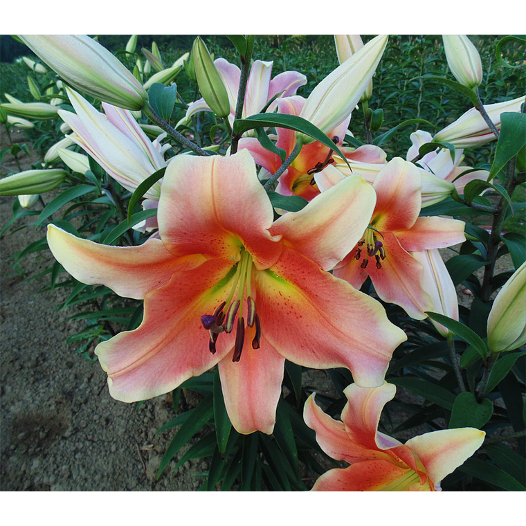 Bulbo Lilium Zelmira 16/18 1