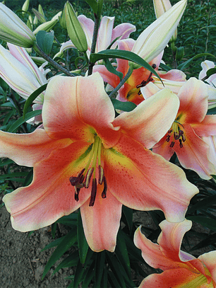 Bulbo Lilium Zelmira 16/18