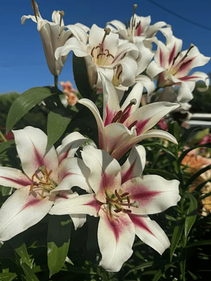 Bulbo Lilium Nymph 14/16