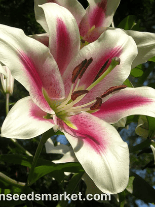 Bulbo Lilium Nymph 14/16