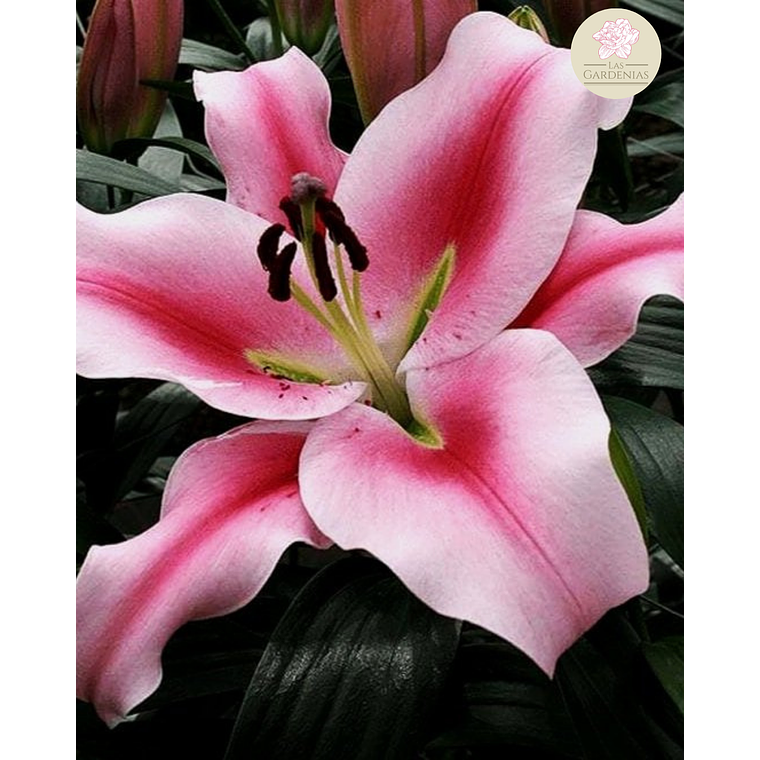 Bulbo Lilium Frontera 16/18 1