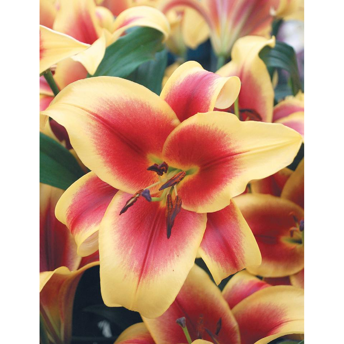 Bulbo Lilium Flavia 14/16 2