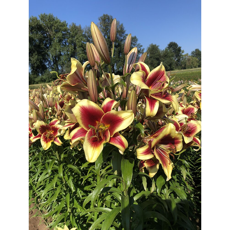 Bulbo Lilium Flavia 14/16 3