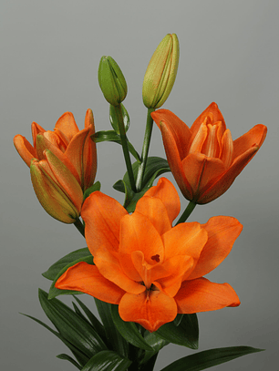 Bulbo Lilium Deuce 14/17