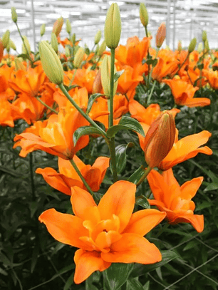 Bulbo Lilium Deuce 14/17