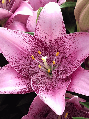 Bulbo Lilium Sweet Sugar 14/16