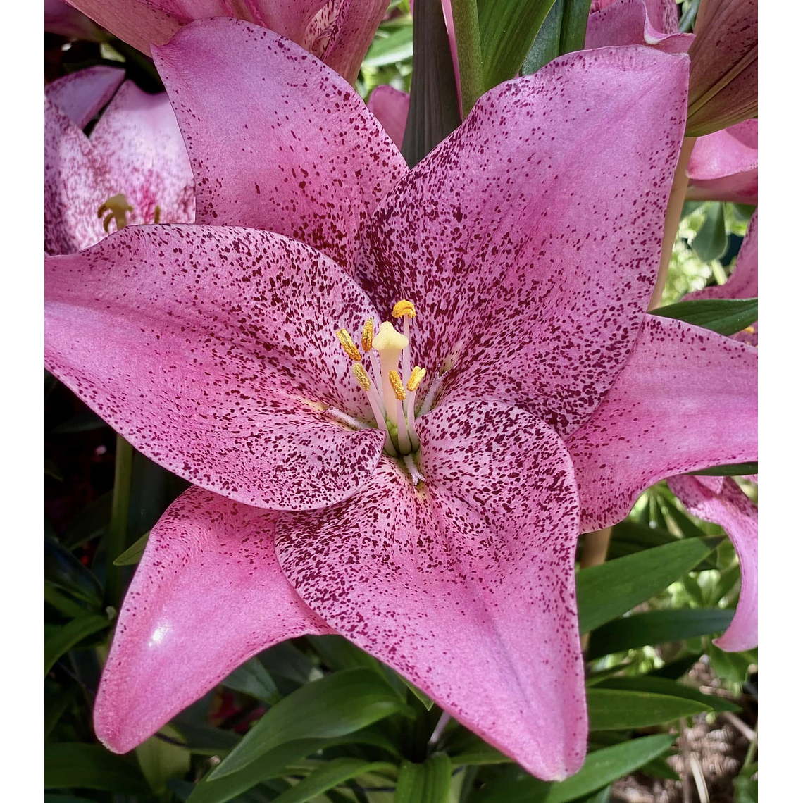 Bulbo Lilium Sweet Sugar 14/16 2