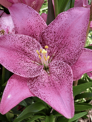 Bulbo Lilium Sweet Sugar 14/16