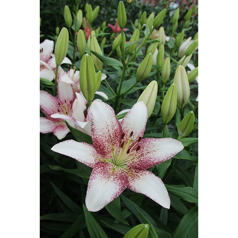 Bulbo Lilium asiatico Sweet Zanica 14/16 1
