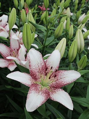 Bulbo Lilium asiatico Sweet Zanica 14/16
