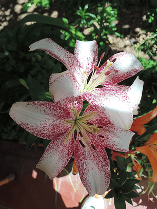 Bulbo Lilium asiatico Sweet Zanica 14/16