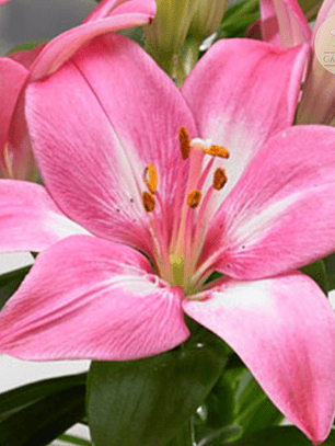 Bulbo Lilium Pot Rozalyn 14/16