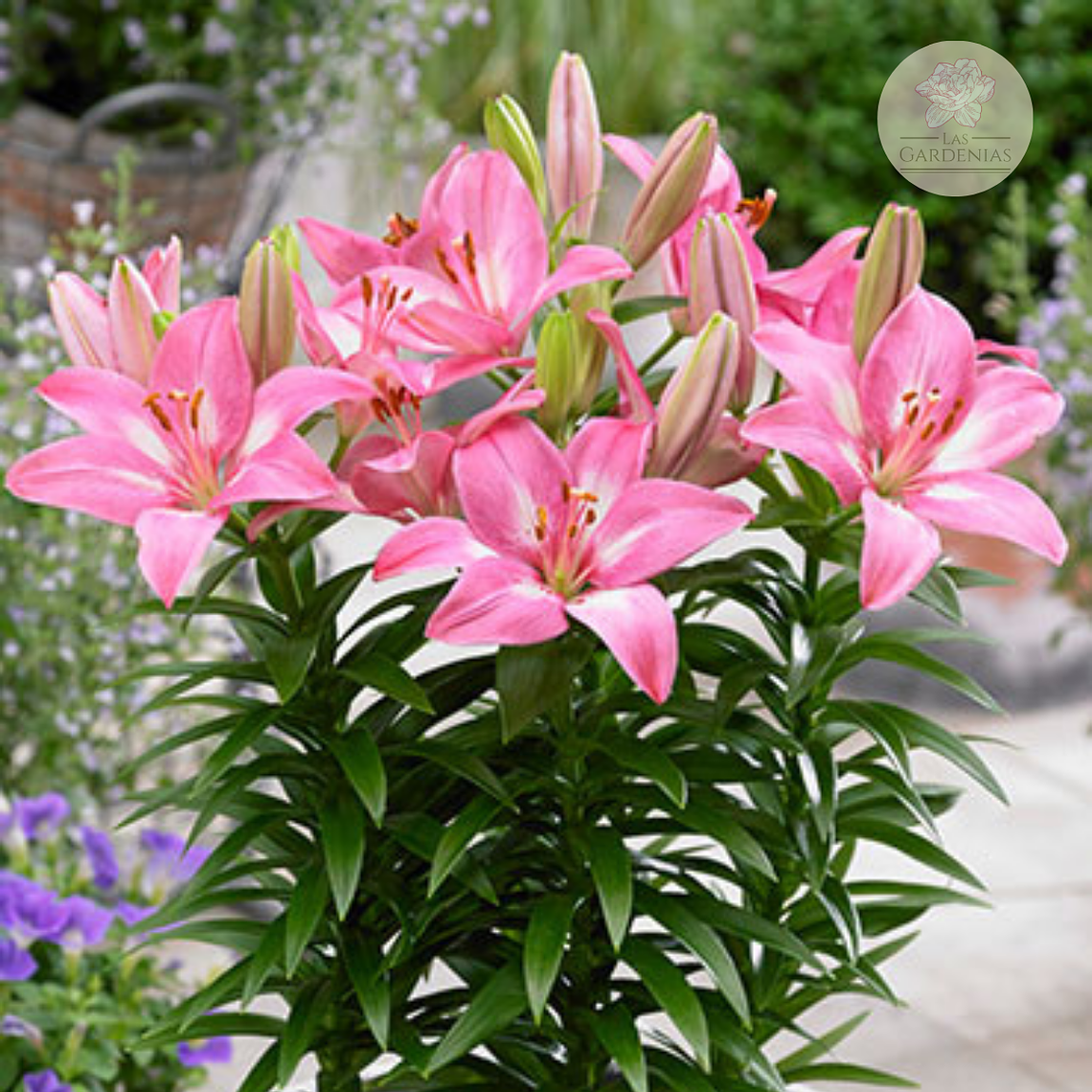 Bulbo Lilium Pot Rozalyn 14/16 1