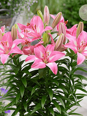 Bulbo Lilium Pot Rozalyn 14/16