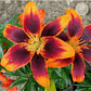 Bulbo Lilium Pot Tini Lion 14/16 - Miniatura 2