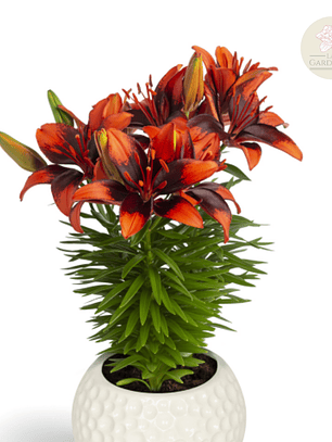 Bulbo Lilium Pot Tini Ink 14/16