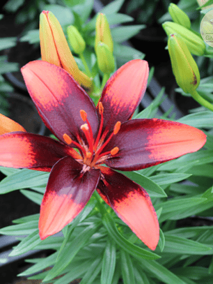 Bulbo Lilium Pot Tini Ink 14/16