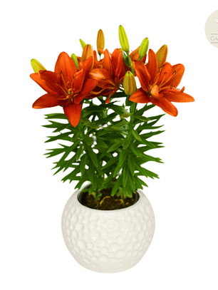 Bulbo Lilium Pot Pura Paz 12/14