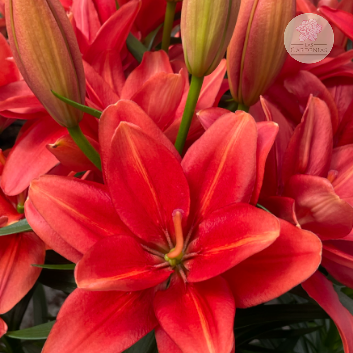 Bulbo Lilium Pot Pura Paz 12/14 2