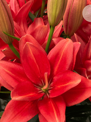 Bulbo Lilium Pot Pura Paz 12/14