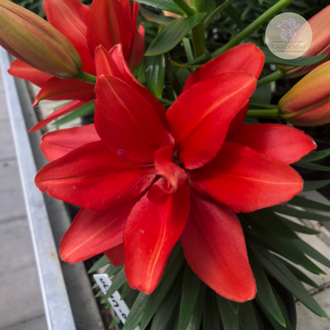 Bulbo Lilium Pot Pura Paz 12/14 3