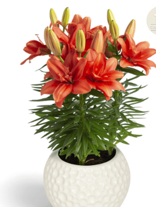 Bulbo Lilium Pot Puro Amor 12/14