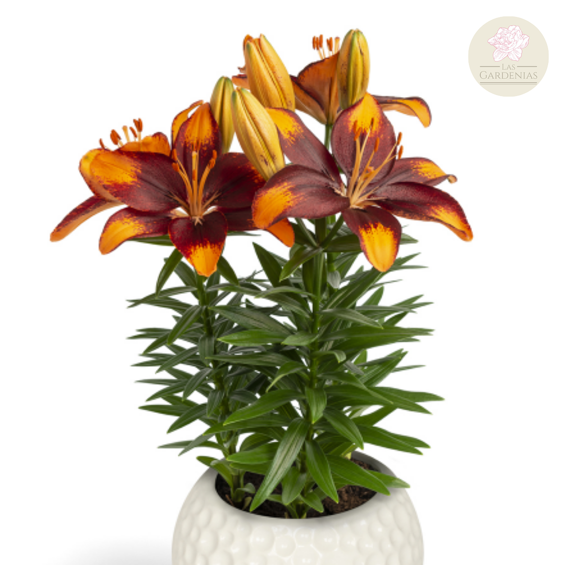 Bulbo Lilium Pot Tini Lion 14/16 1