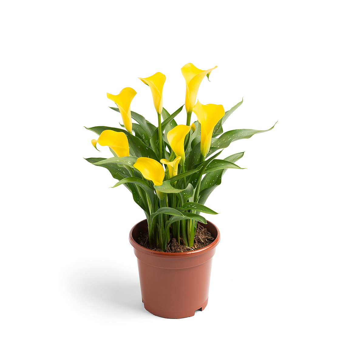 Tubérculo Cala de maceta Sunya 16/18 1