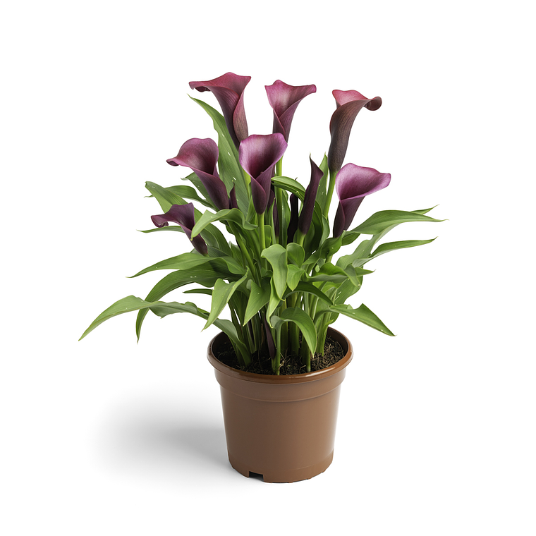 Tubérculo de Cala de maceta Durban 16/18 1