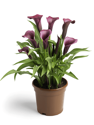 Tubérculo de Cala de maceta Durban 16/18