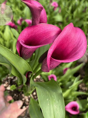 Tubérculo de Cala de maceta Durban 16/18