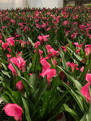 Tubérculo de Cala de maceta Zazu 16/18