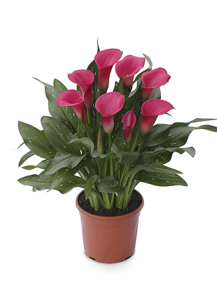 Tubérculo de Cala de maceta Zazu 16/18