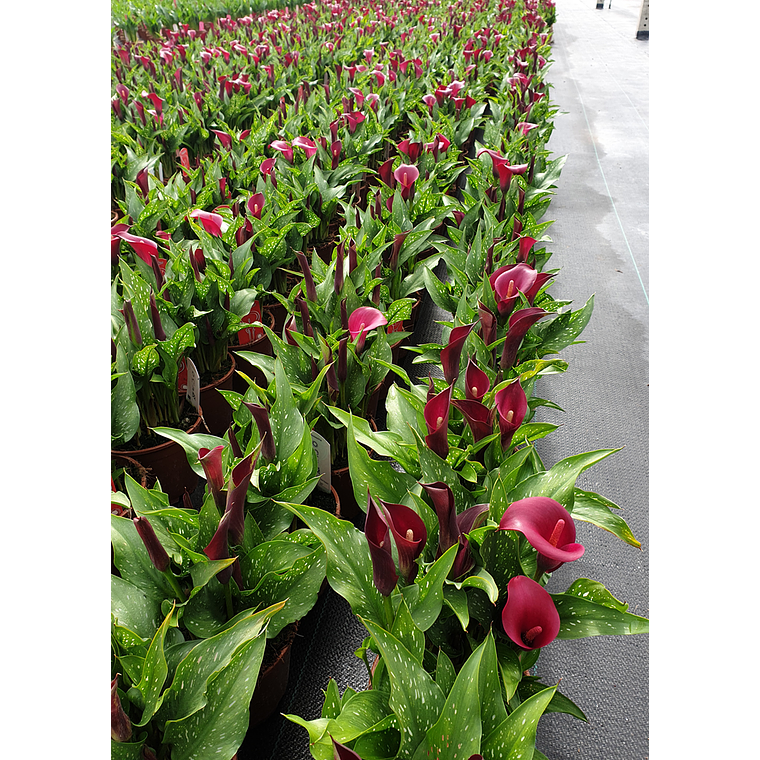 Túberculo de Cala de maceta Royal Valentine 16/18 2