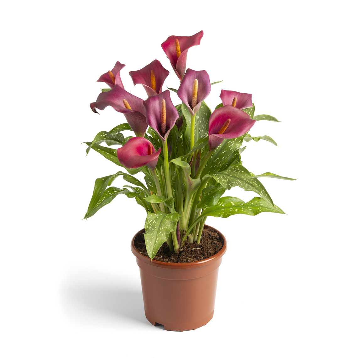 Túberculo de Cala de maceta Royal Valentine 16/18 1