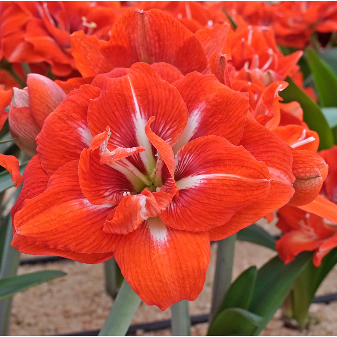 Bulbo Amaryllis Happy Nymph 24/26 1