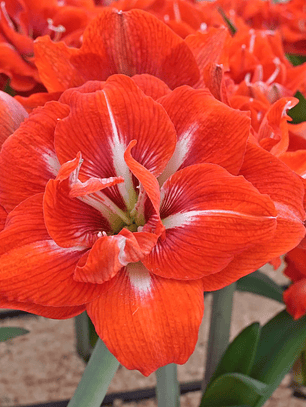 Bulbo Amaryllis Happy Nymph 24/26