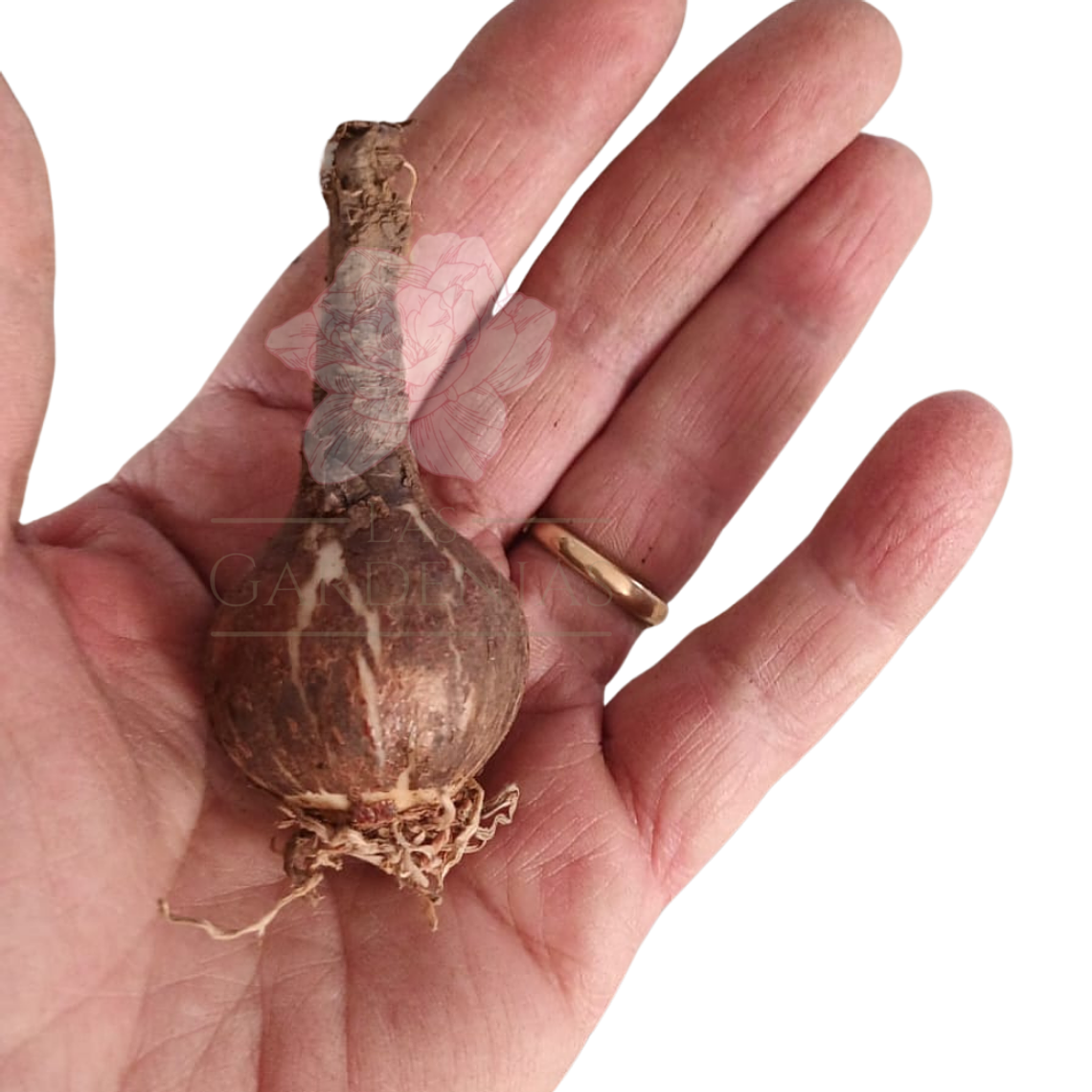 Bulbo Flor de Lis  2